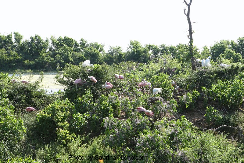 High Island_20100424_004.JPG